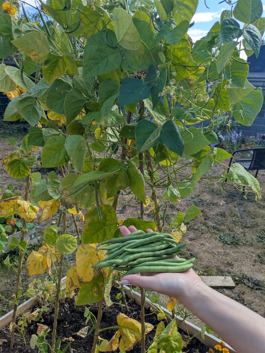 Climbing French beans held in front of the plants they were picked from