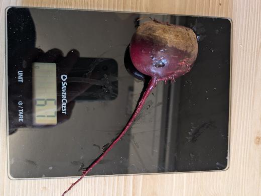 A Detroit 2 beetroot on a kitchen scale