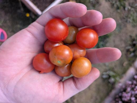 A handful of ripe and ripening Gardener's Delight cherry tomatoes