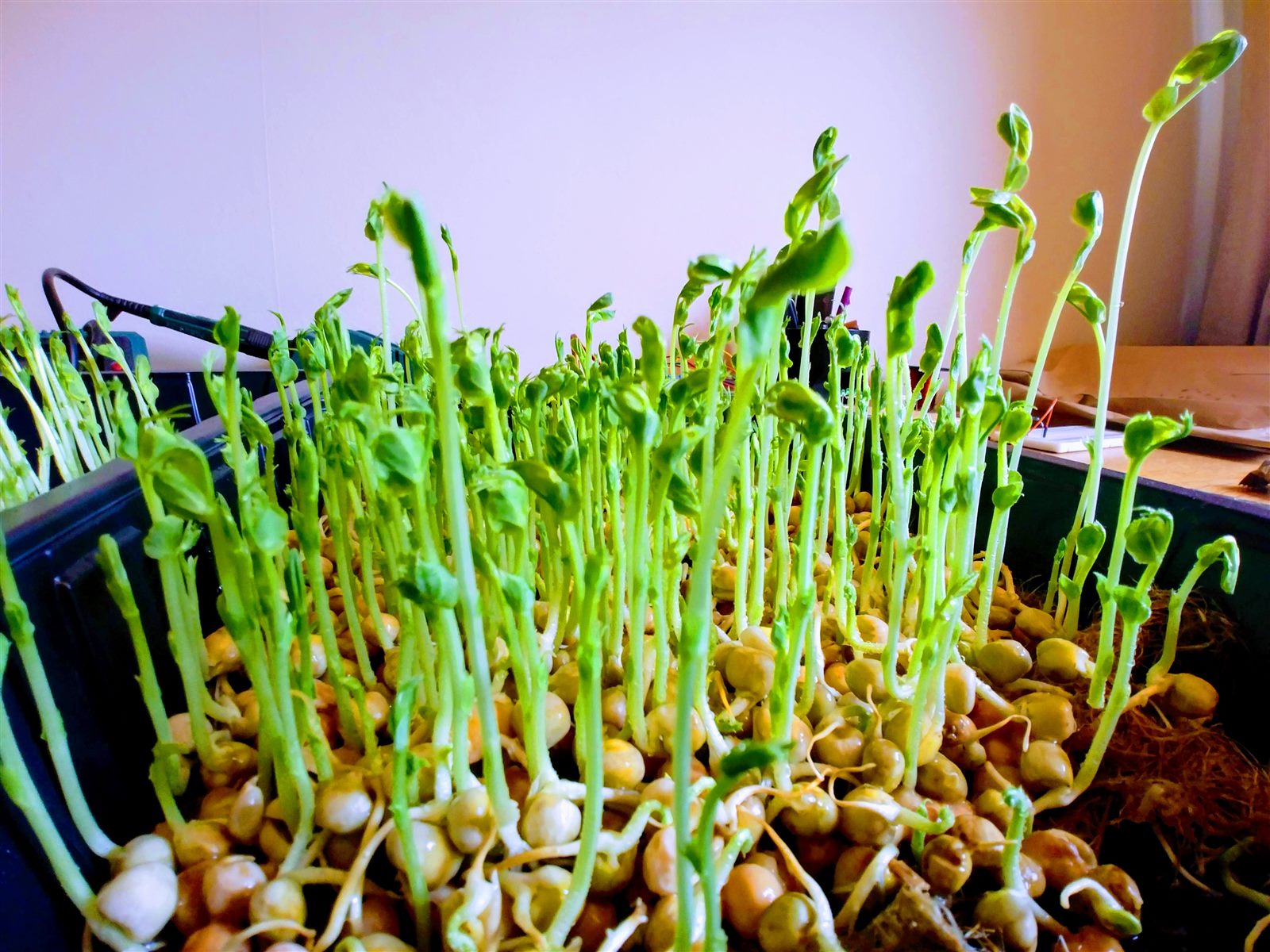 Dense tray of young pea shoots growing indoors under artificial light