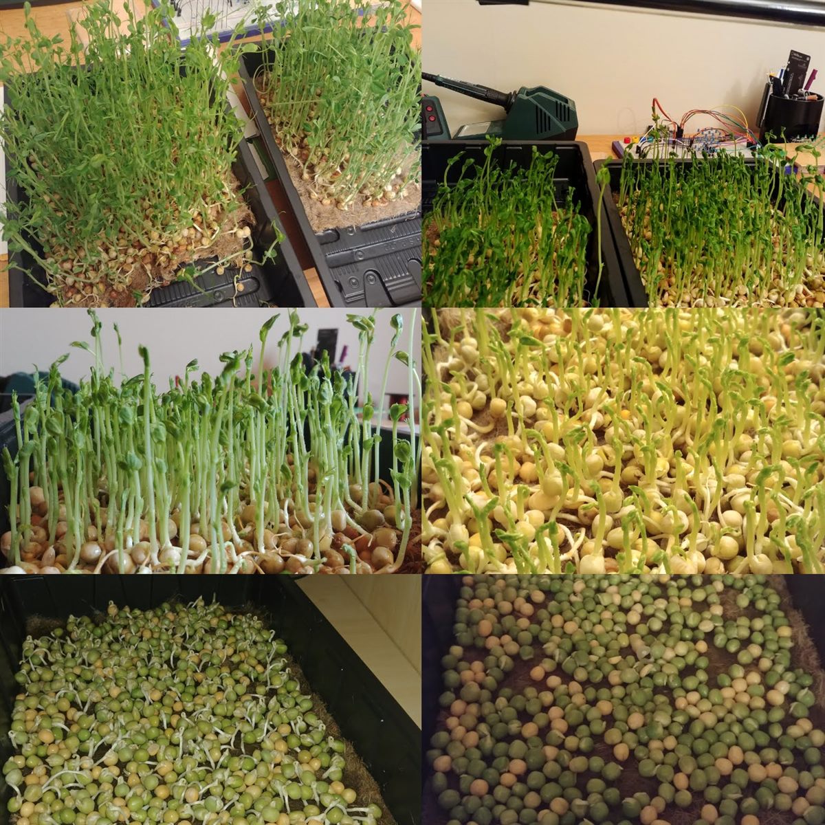 Collage showing several stages of an indoor microgreen experiment